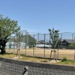 高中　桜の木1